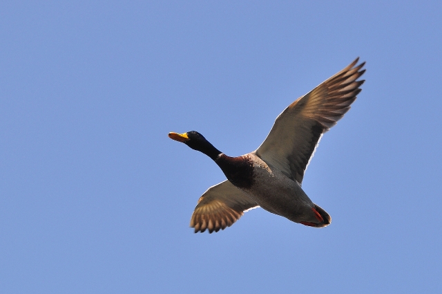 mallard, mallards, mallard duc-5.jpg - MALLARD - REGENTS PARK - APRIL 2010